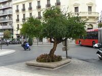 Granatapfelbaum in Granada