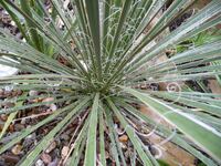 Yucca constricta